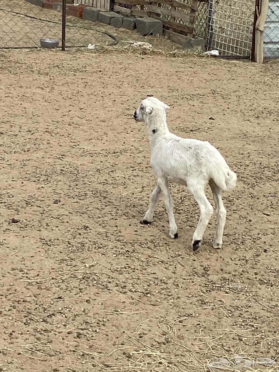 A camel nursing a goat and a sheep64454880828929111