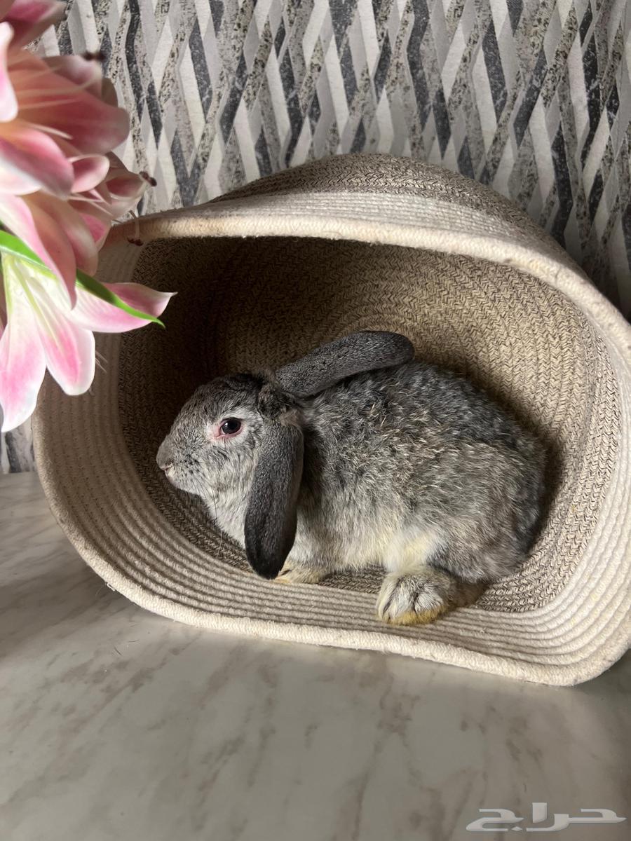 للبيع ارنب ذكر هولندي منتج64456130049921110