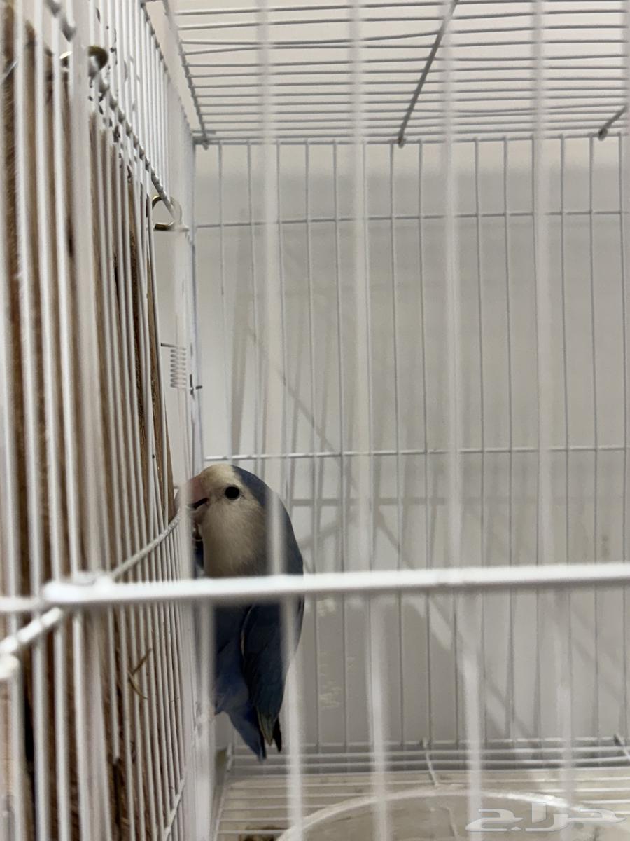 My breeding pair with eggs64454577998465113