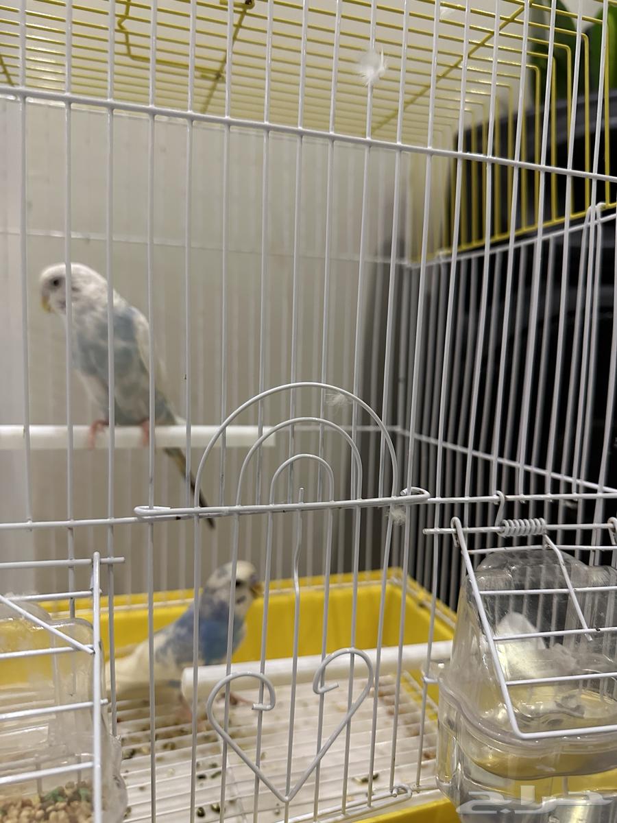 Birds64456517194625110