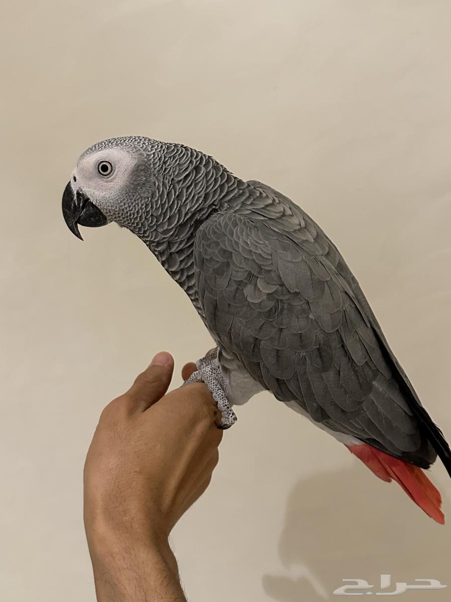 فرخ كاسكو كبتن ( تم البيع )64451002167811114