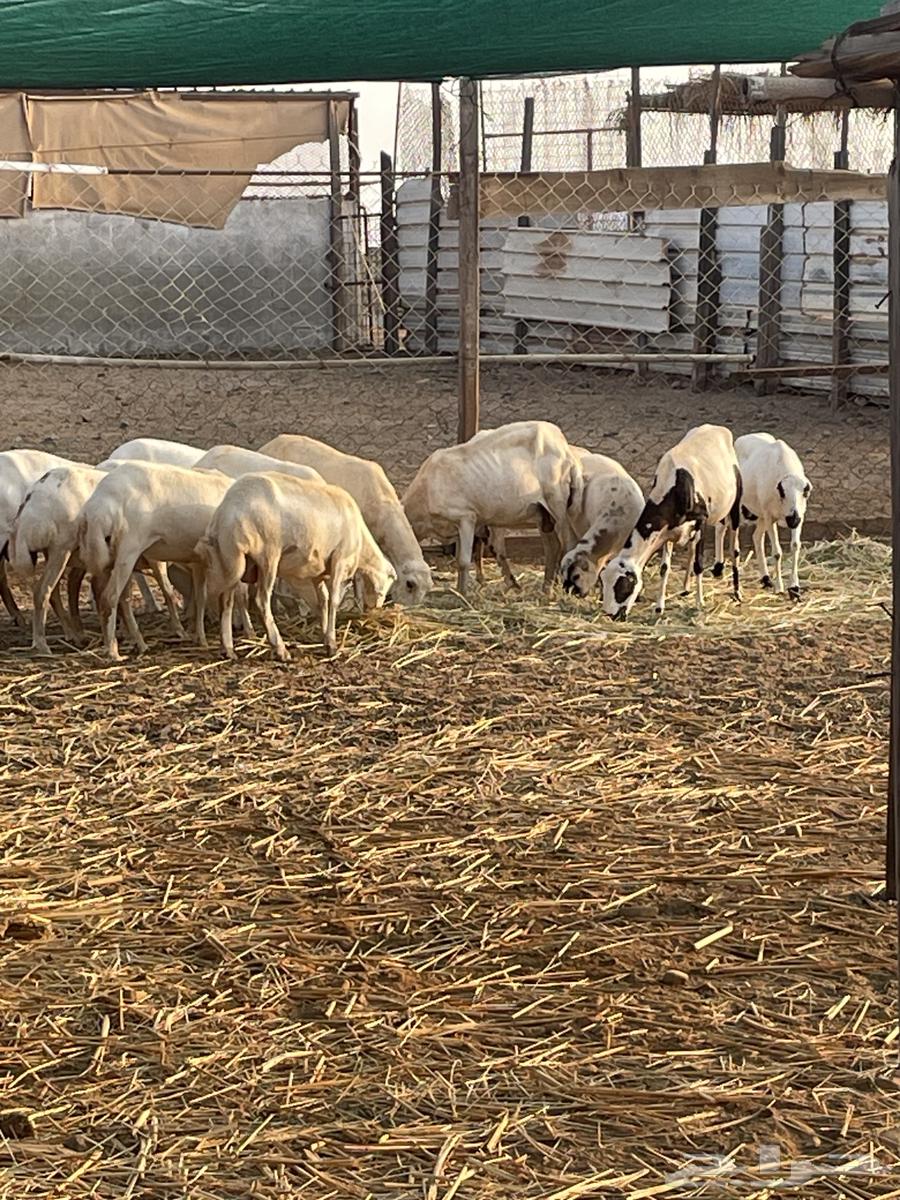 غنم رفيديات العدد 17 فيها 2 ولد وفيها دفيع الغنم ممتازة ا64451096222338114