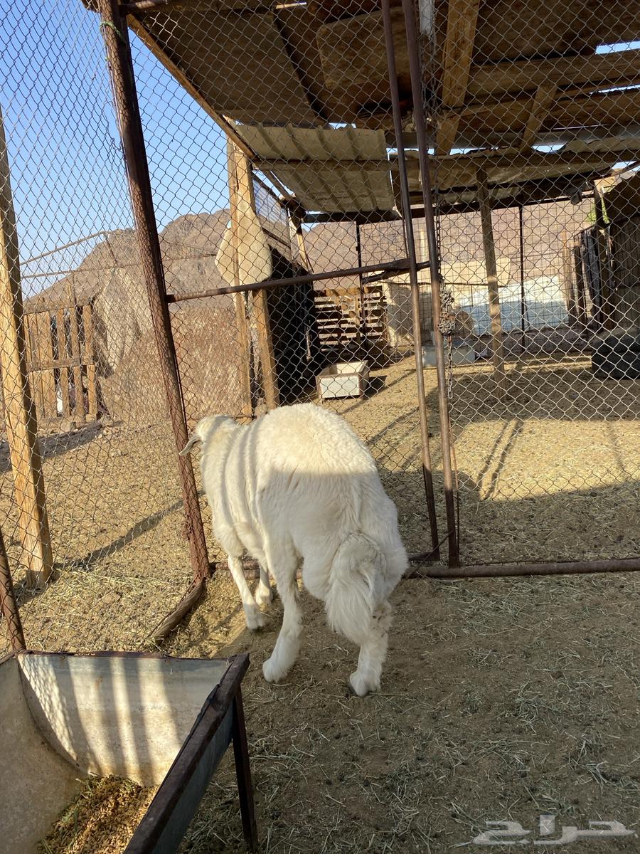 للبيع طلي64452211472386111