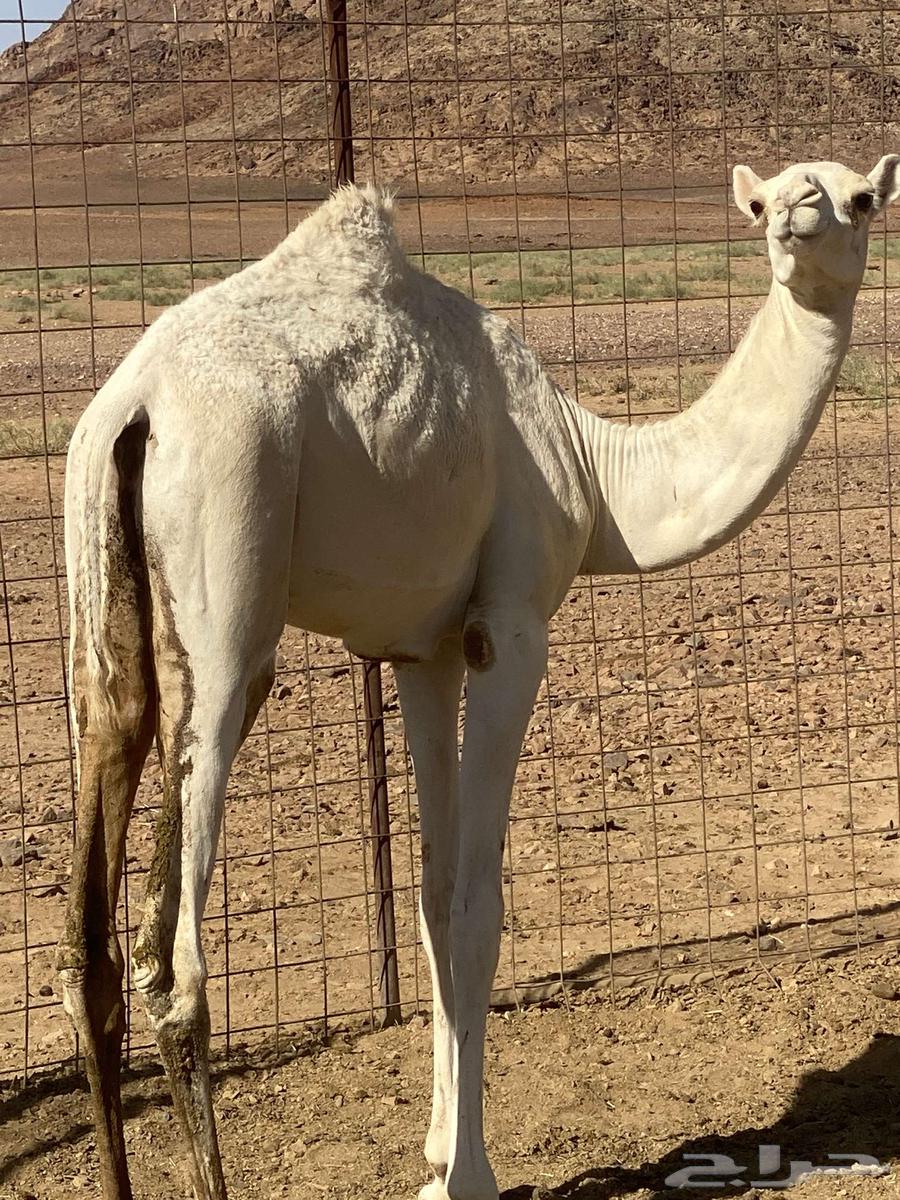 بكره للبيع64455154192387110