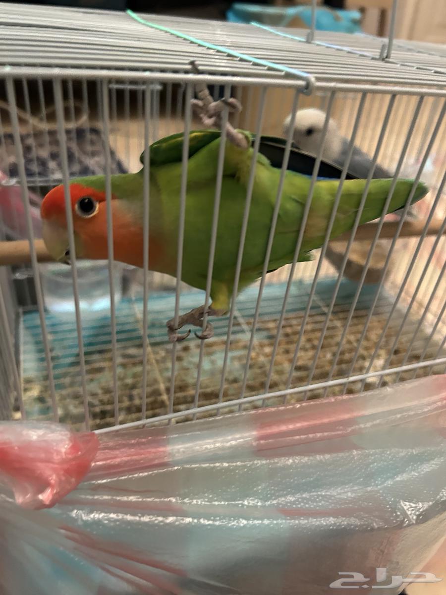 عصافير للبيع ( الروز )64454454663170111