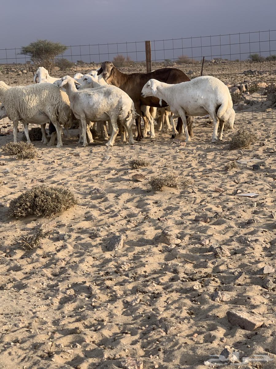 Free-range wild sheep for sale in Taif Al-Sudaira64454151406849110