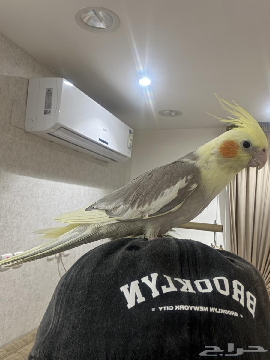 فروخ كروان اليفات ( تم البيع )64454193974145111