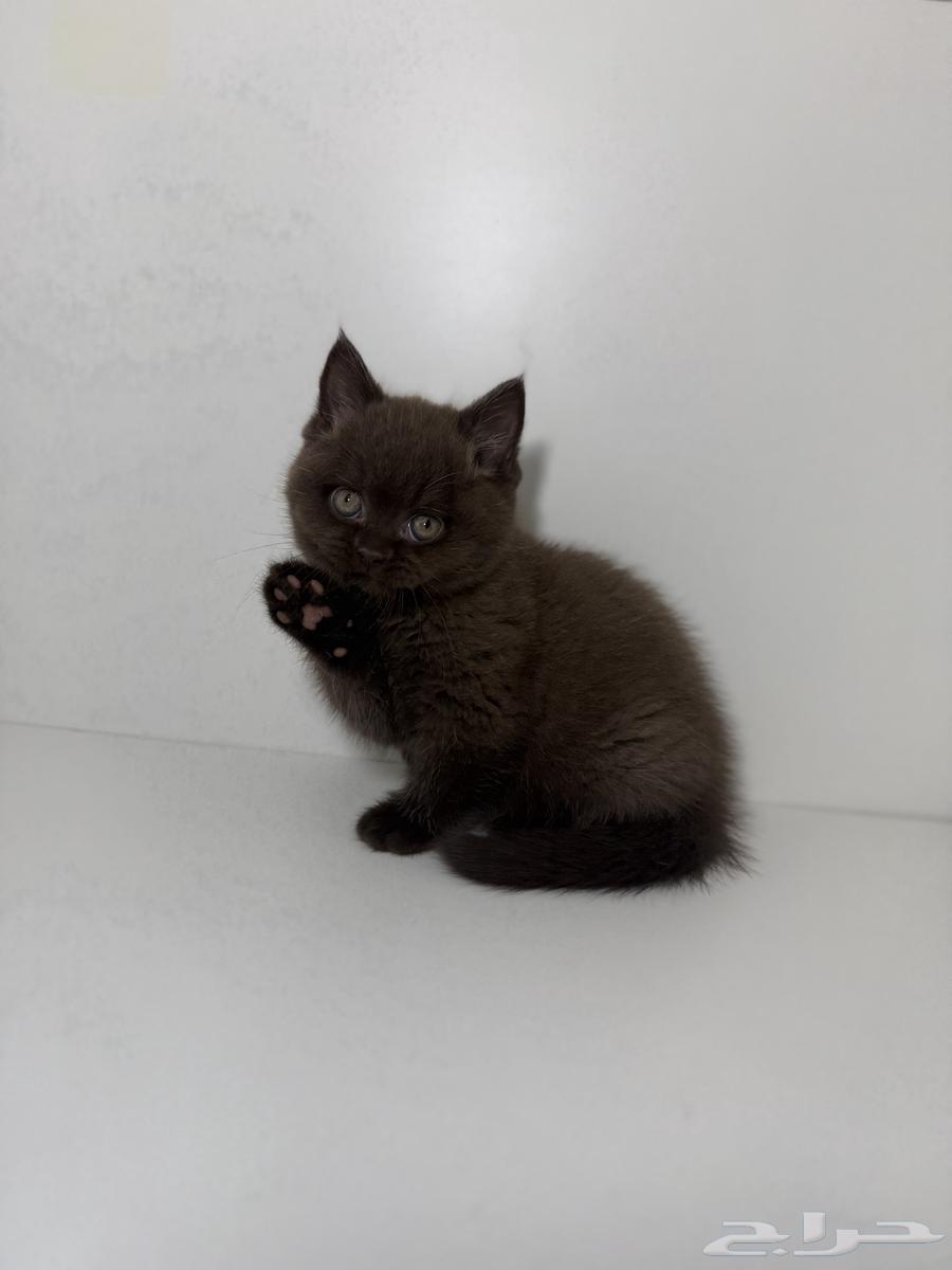 قطط سكوتش فاون شوكلت مسجلين في منظمة القطط العالمية64450346873474112