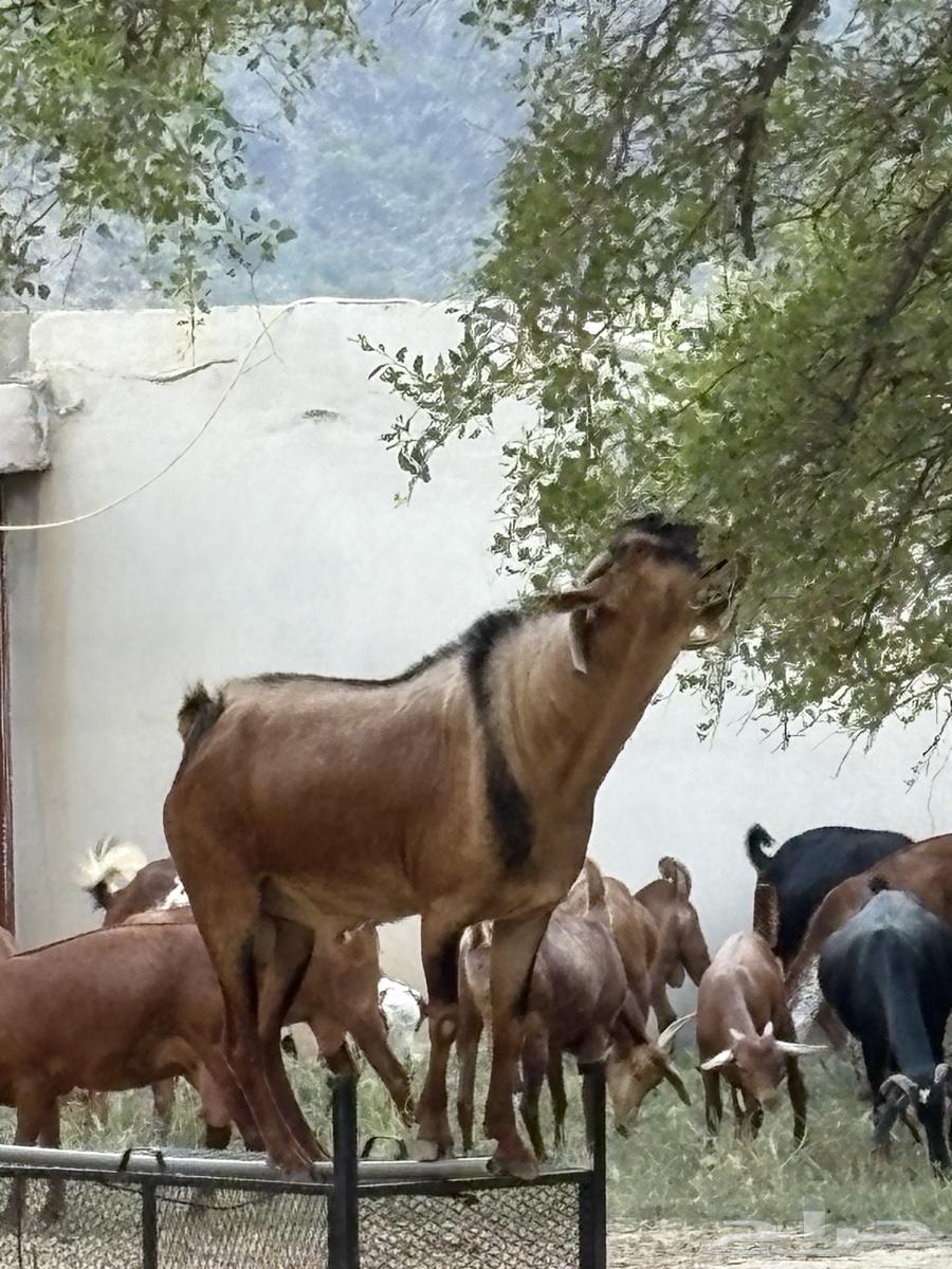 Conditioned buck goat64454825892483113