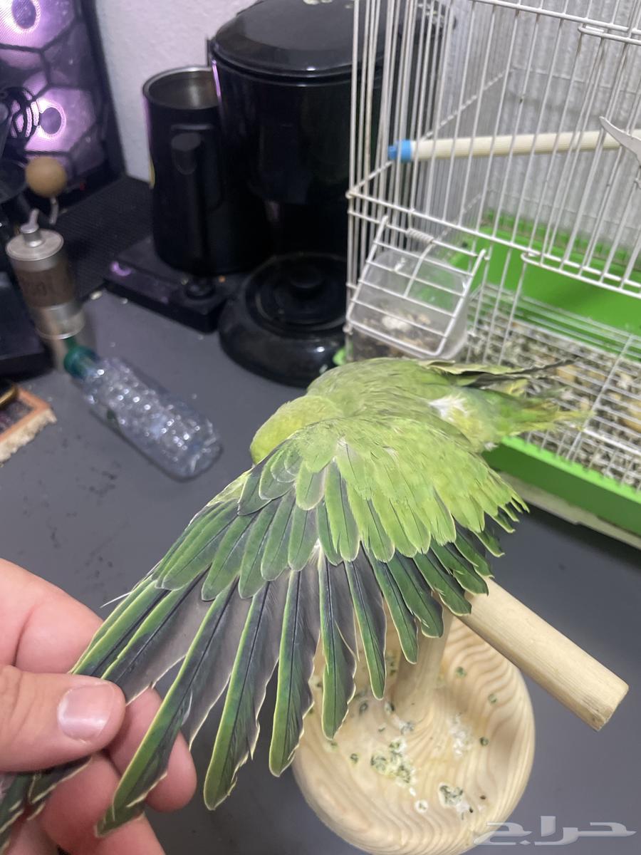 ببغا دره للبيع المستعجل 25064454179781635113