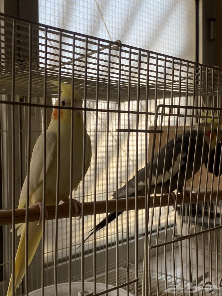 زوج كروان للبيع64451217547137110