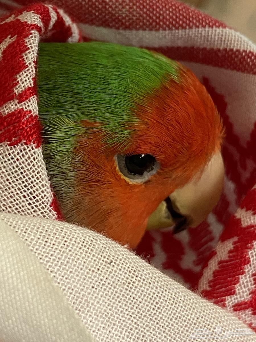 طير روز للبيع64453709956739111