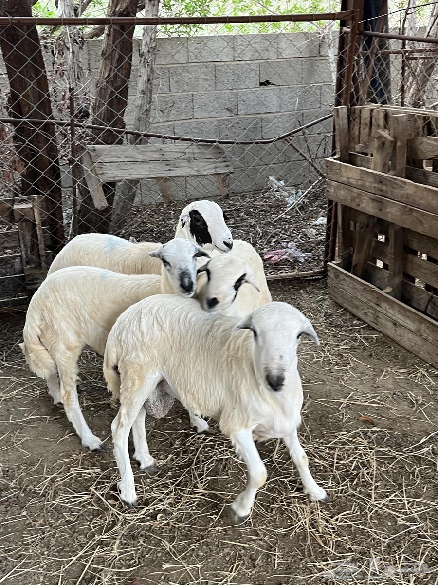 Rafidi sheep (Sold)64454825806081111