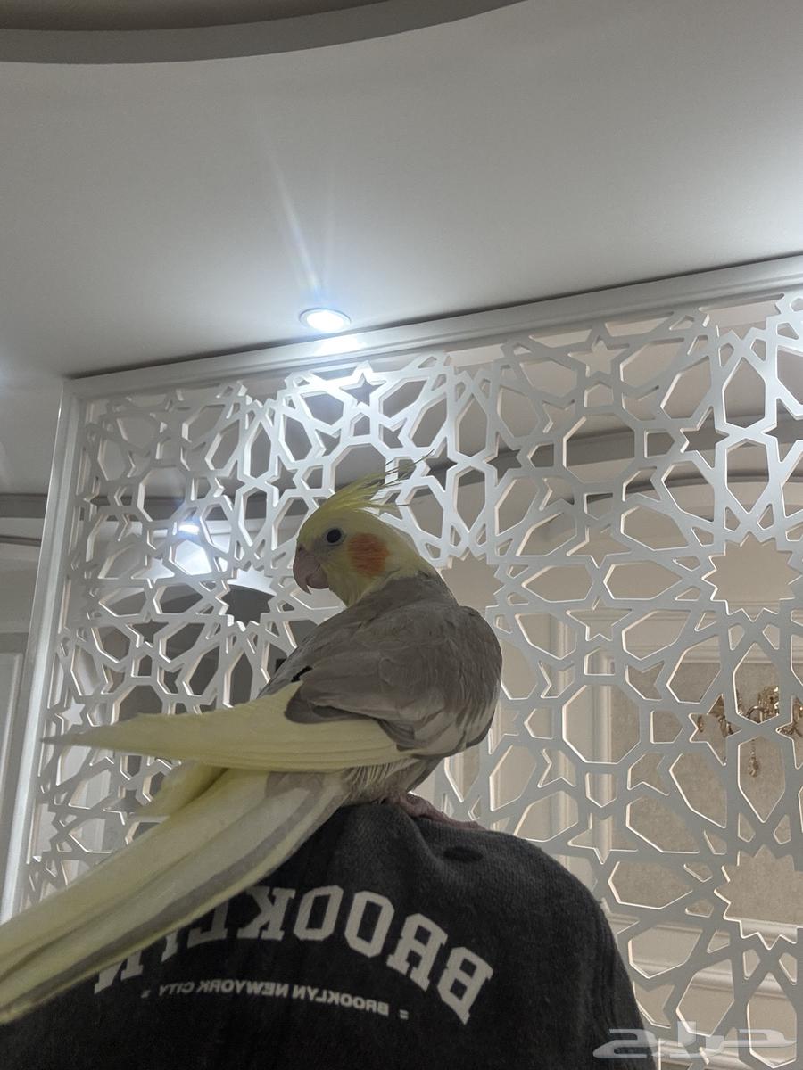 فروخ كروان اليفات ( تم البيع )64454193974145110