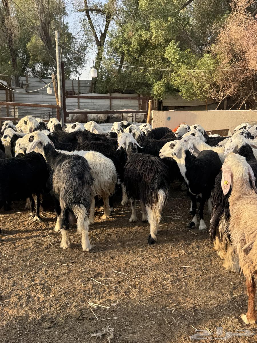 Najdi Sheep64456379385217112