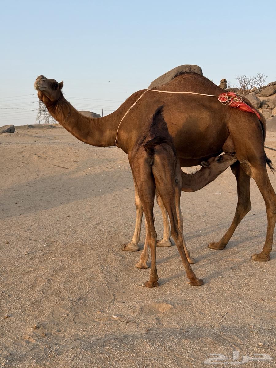 Coastal she-camel with a calf and a foal64451499306243111