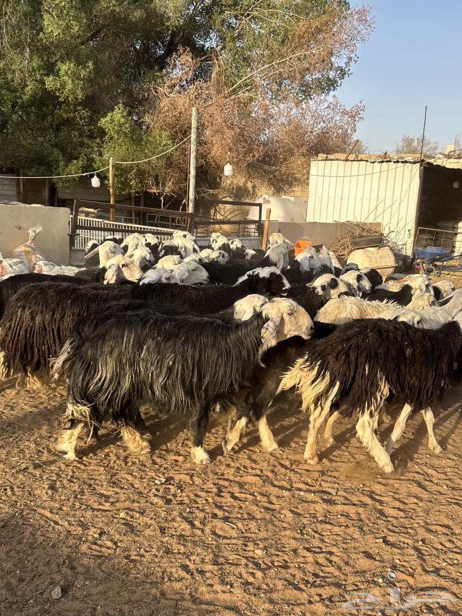 Najdi Sheep64456379385217111