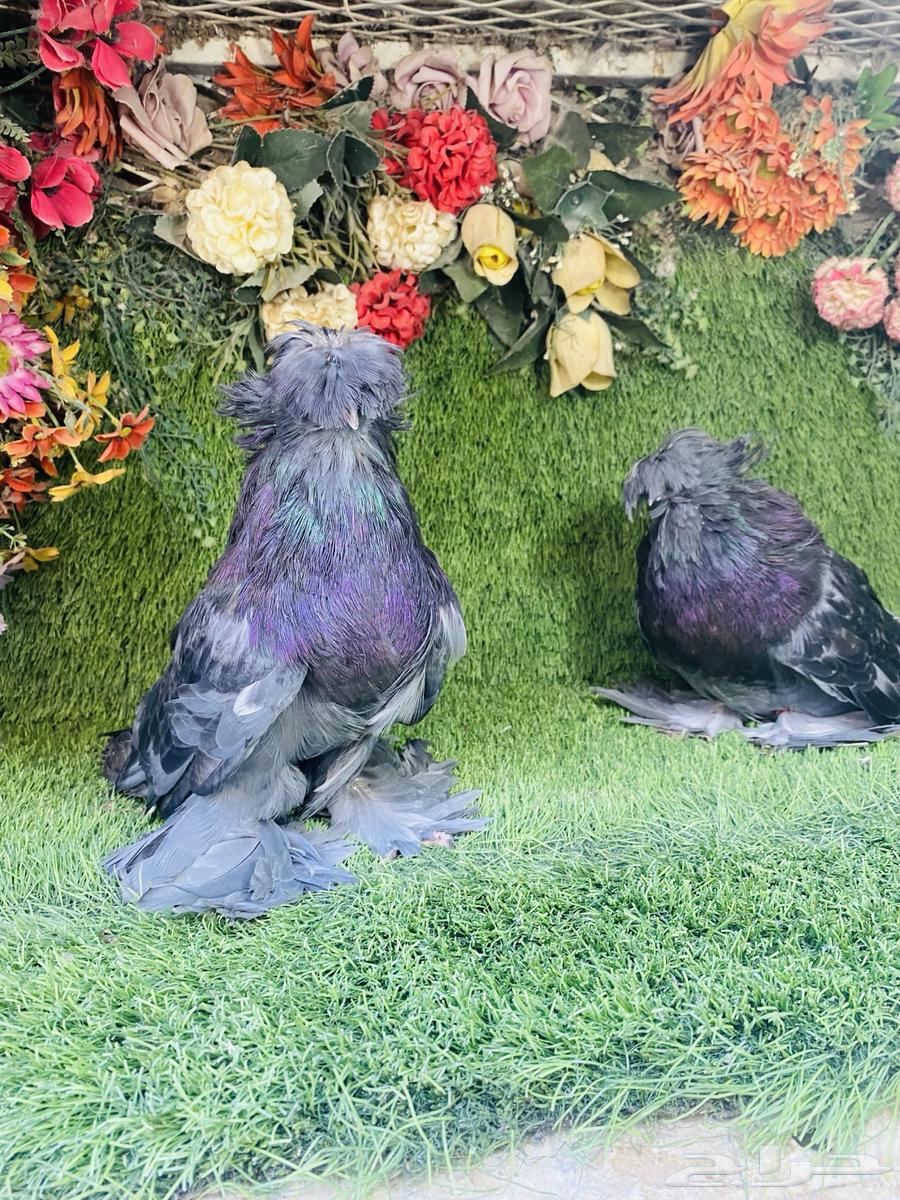 البيع طبه بخاره اخر ريشتين64452549831939113