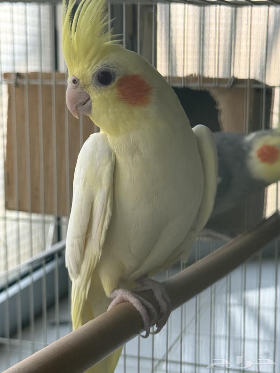 زوج كروان للبيع64451217547137111