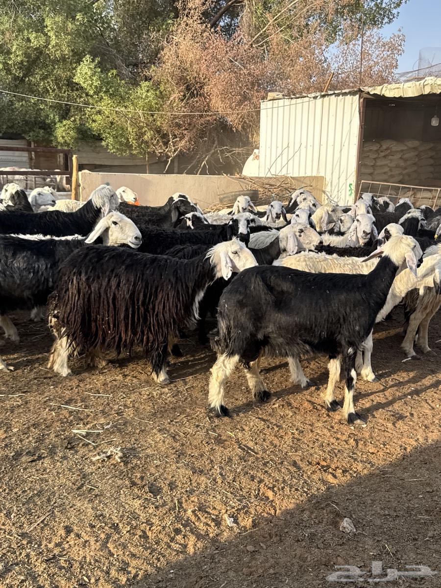 Najdi Sheep64456379385217114