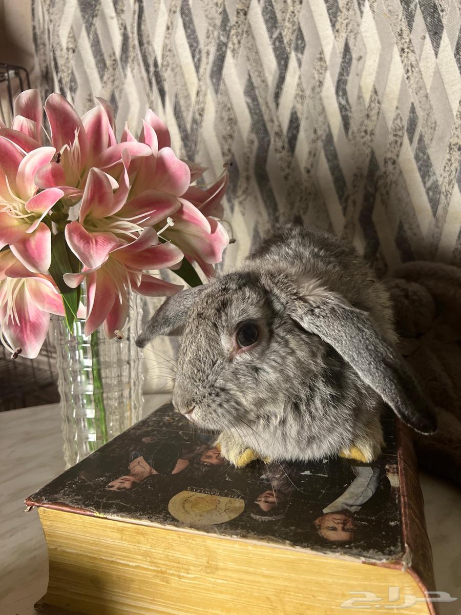 للبيع ارنب ذكر هولندي منتج64456130049921112