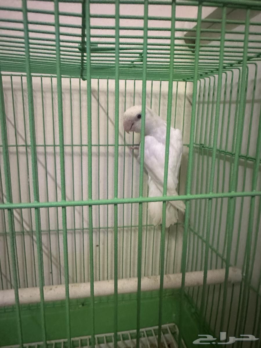 للبيع روز البينو عيون حمر64453723674370110