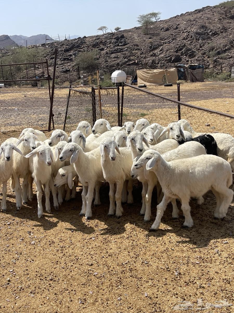 رخال ( تم البيع )64453024776578111