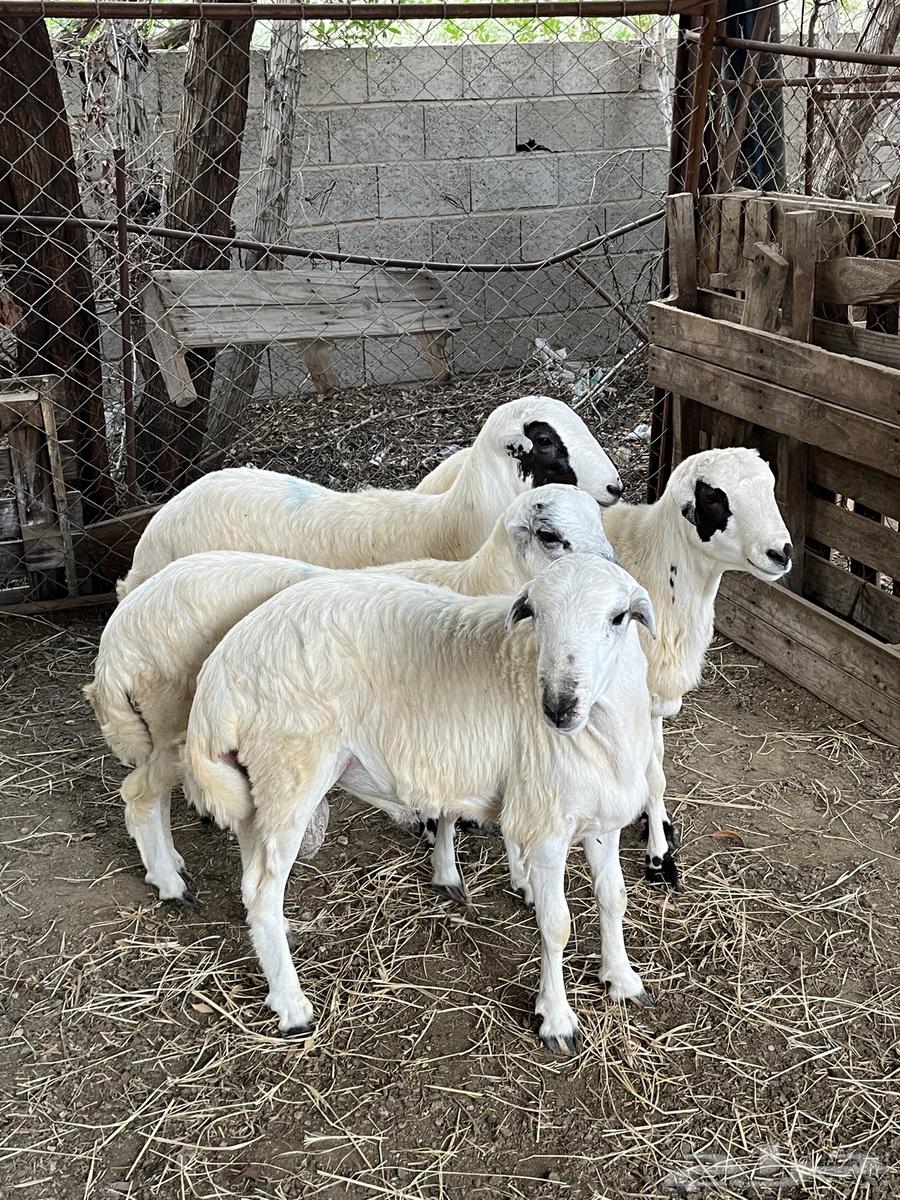 Rafidi sheep (Sold)64454825806081112