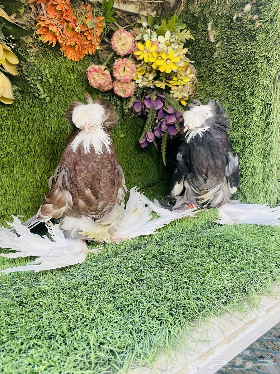 للبيع طبه بخاره بولهد64453325375875110