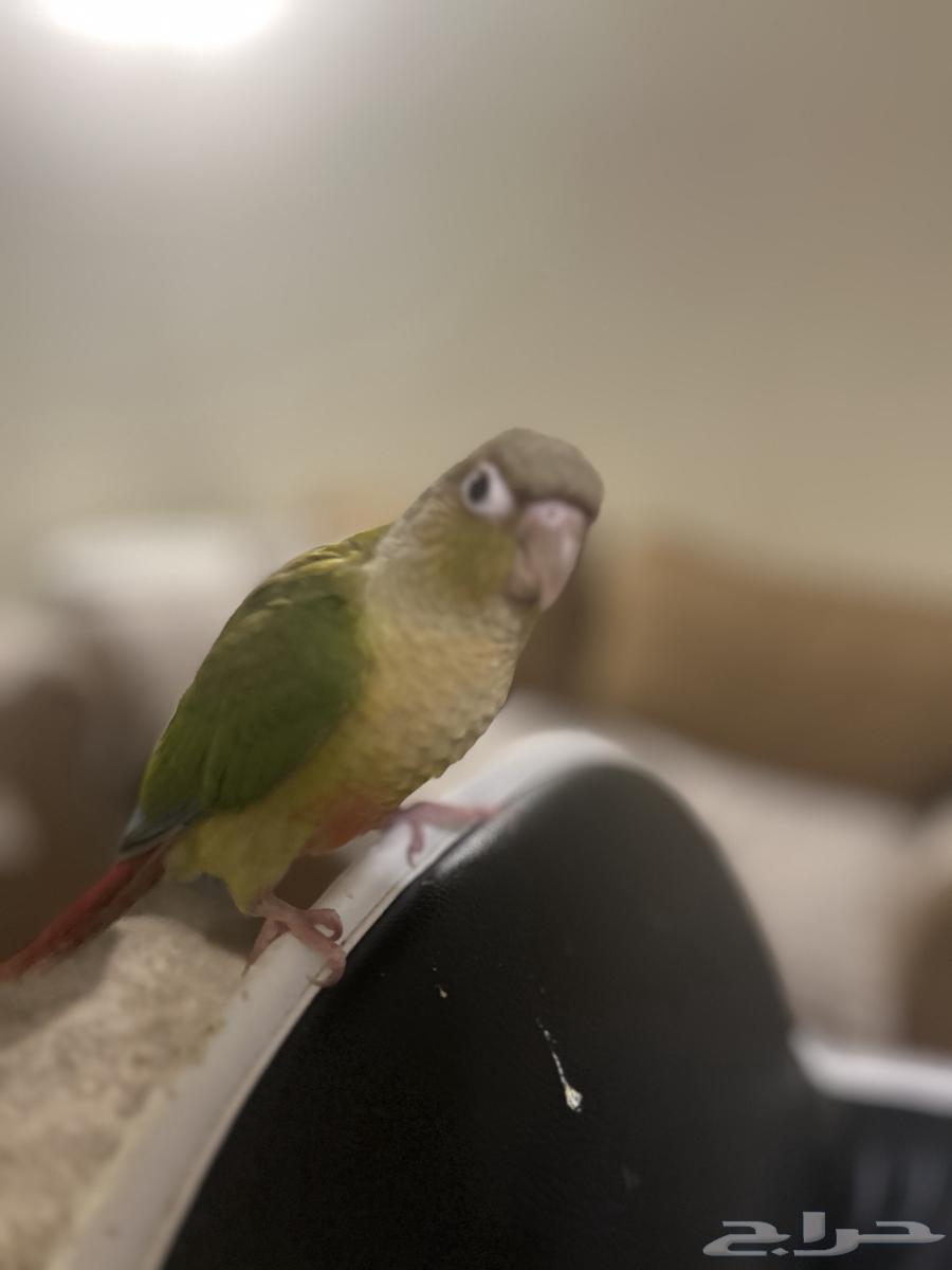 Pineapple Cinnamon Hen (Sold)64455290850306112