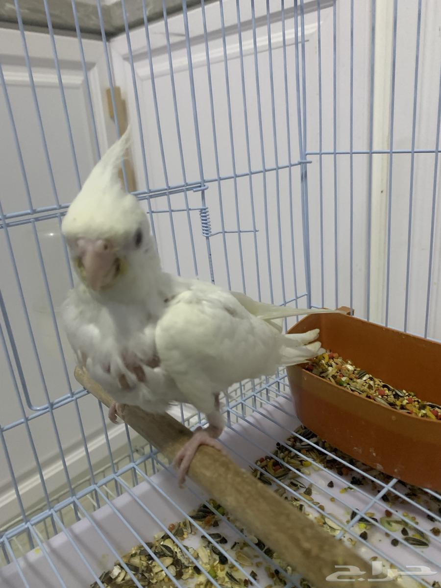 فرخ كروان البينو ( تم البيع )64456171764227110