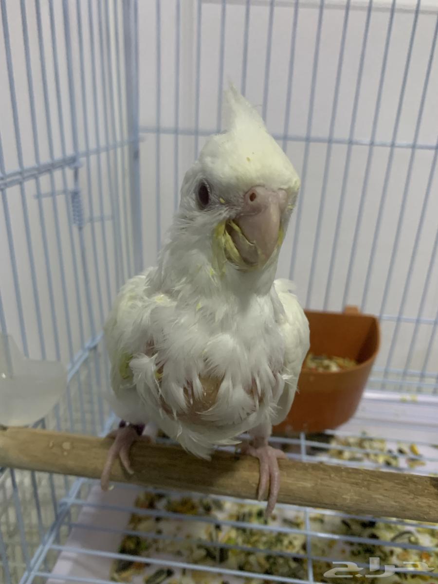 فرخ كروان البينو ( تم البيع )64456171764227112