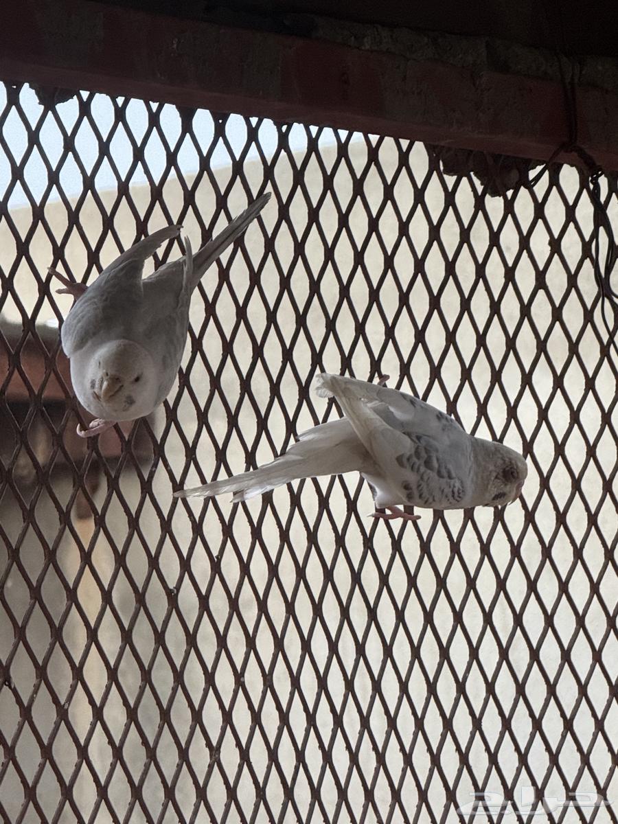 طيور بادحي(الحب)64455072738049113