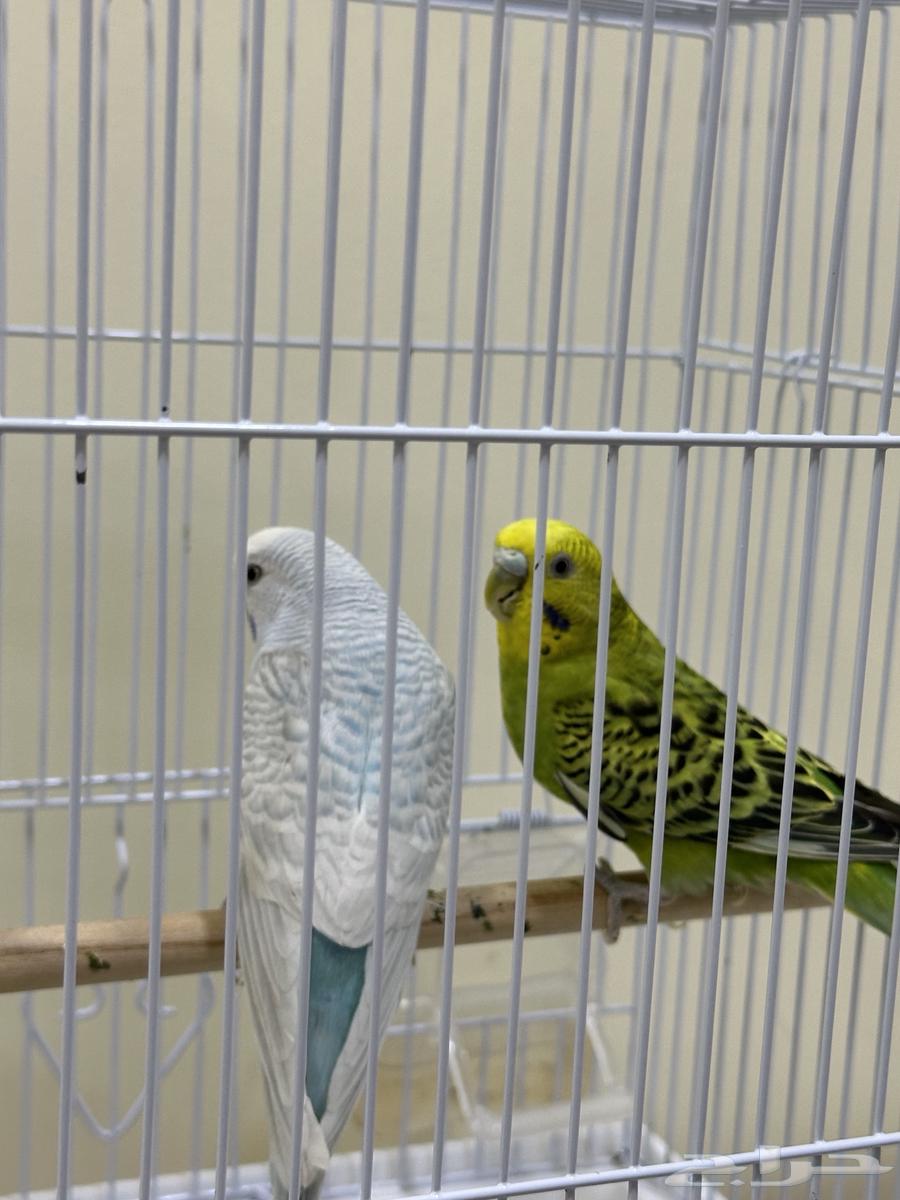 Lovebirds64457036691841112