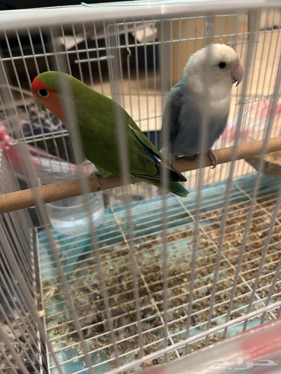عصافير للبيع ( الروز )64454454663170112