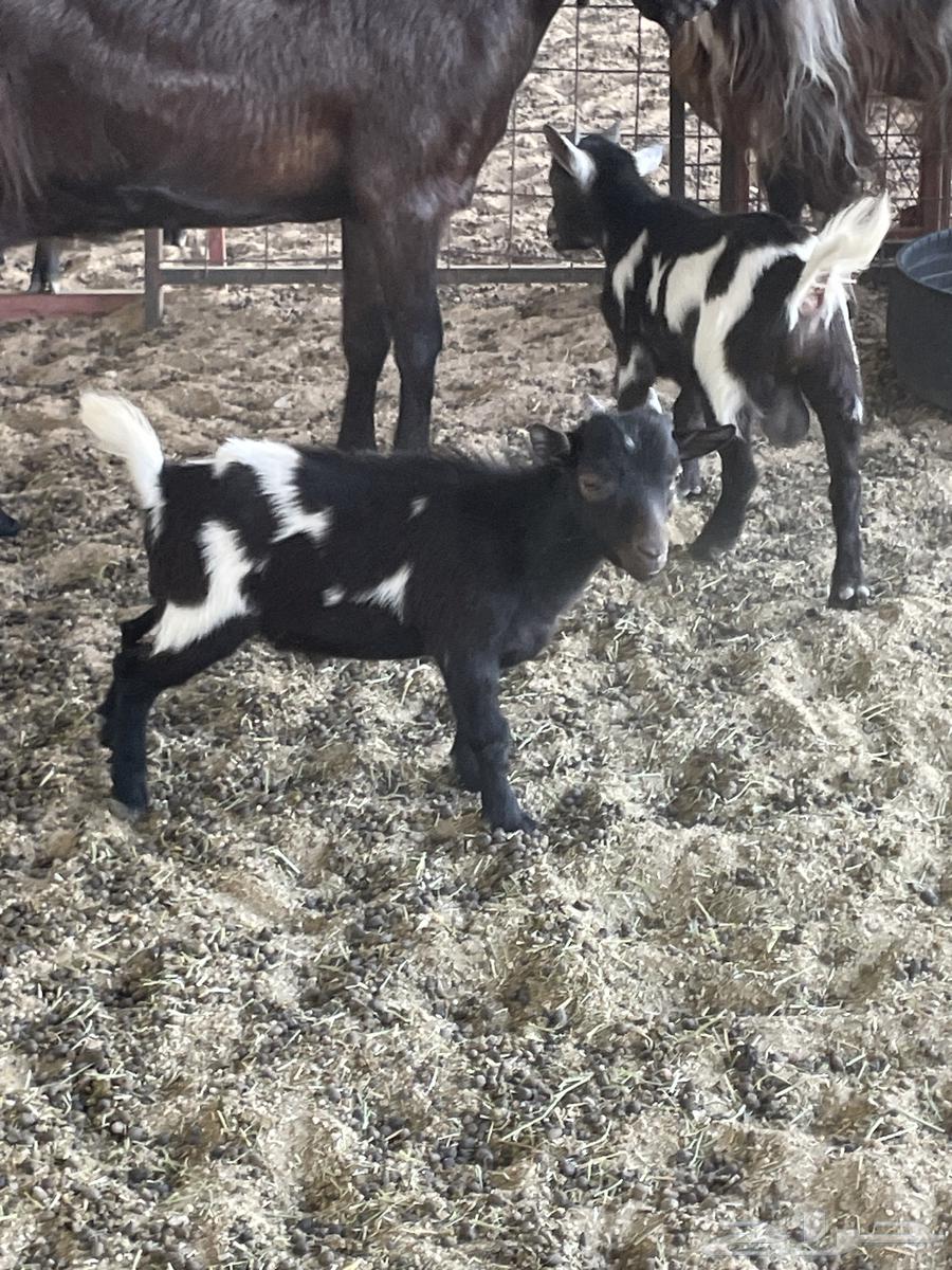 Dwarf goats for sale64453833731969113