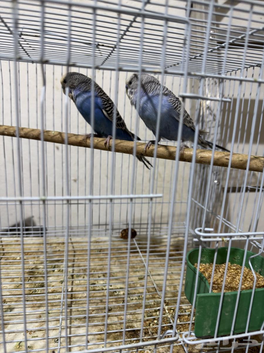 جوز بادجي (((تم البيع خارج الموقع)))64453202078595110