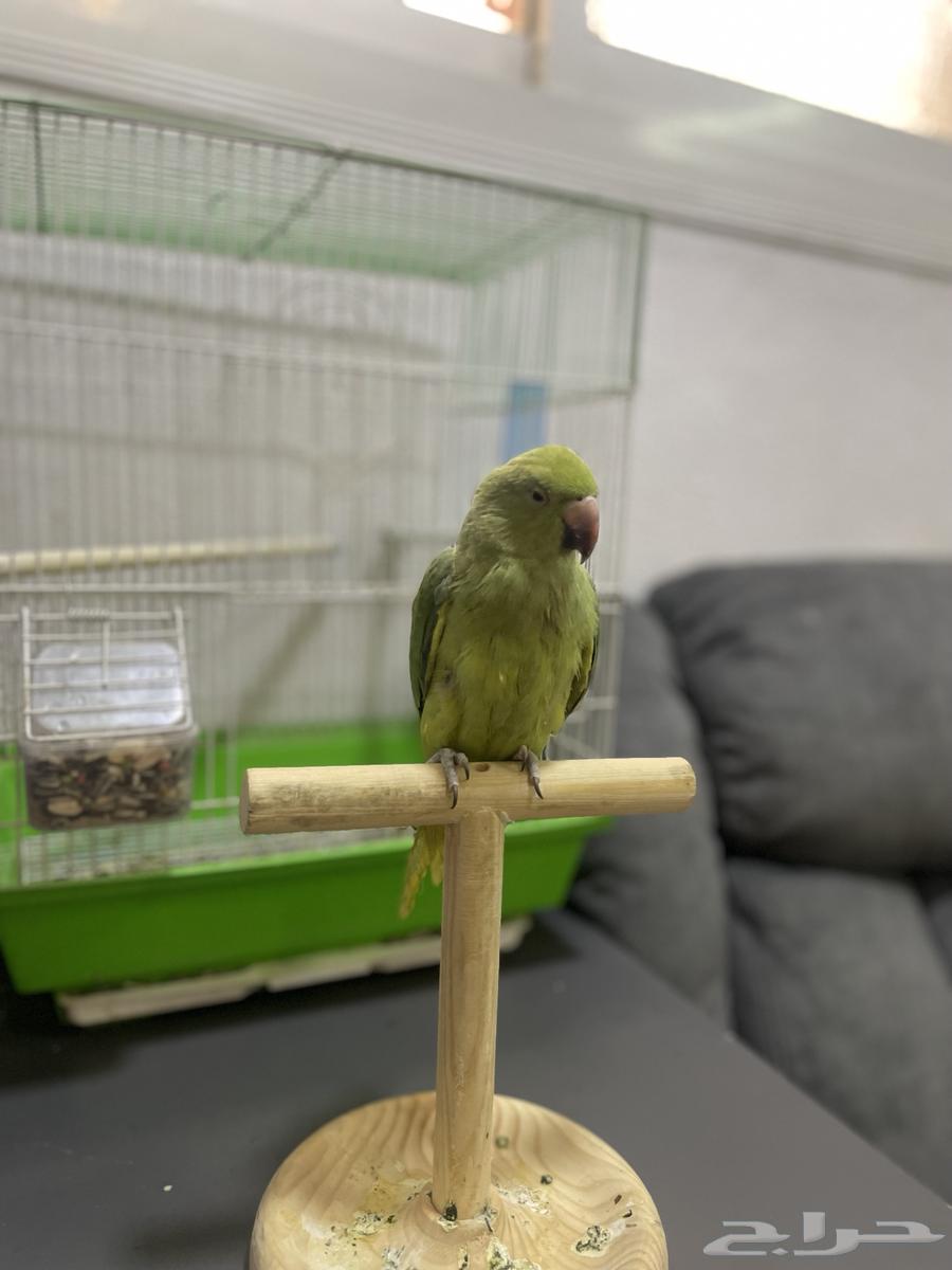 ببغا دره للبيع المستعجل 25064454179781635110