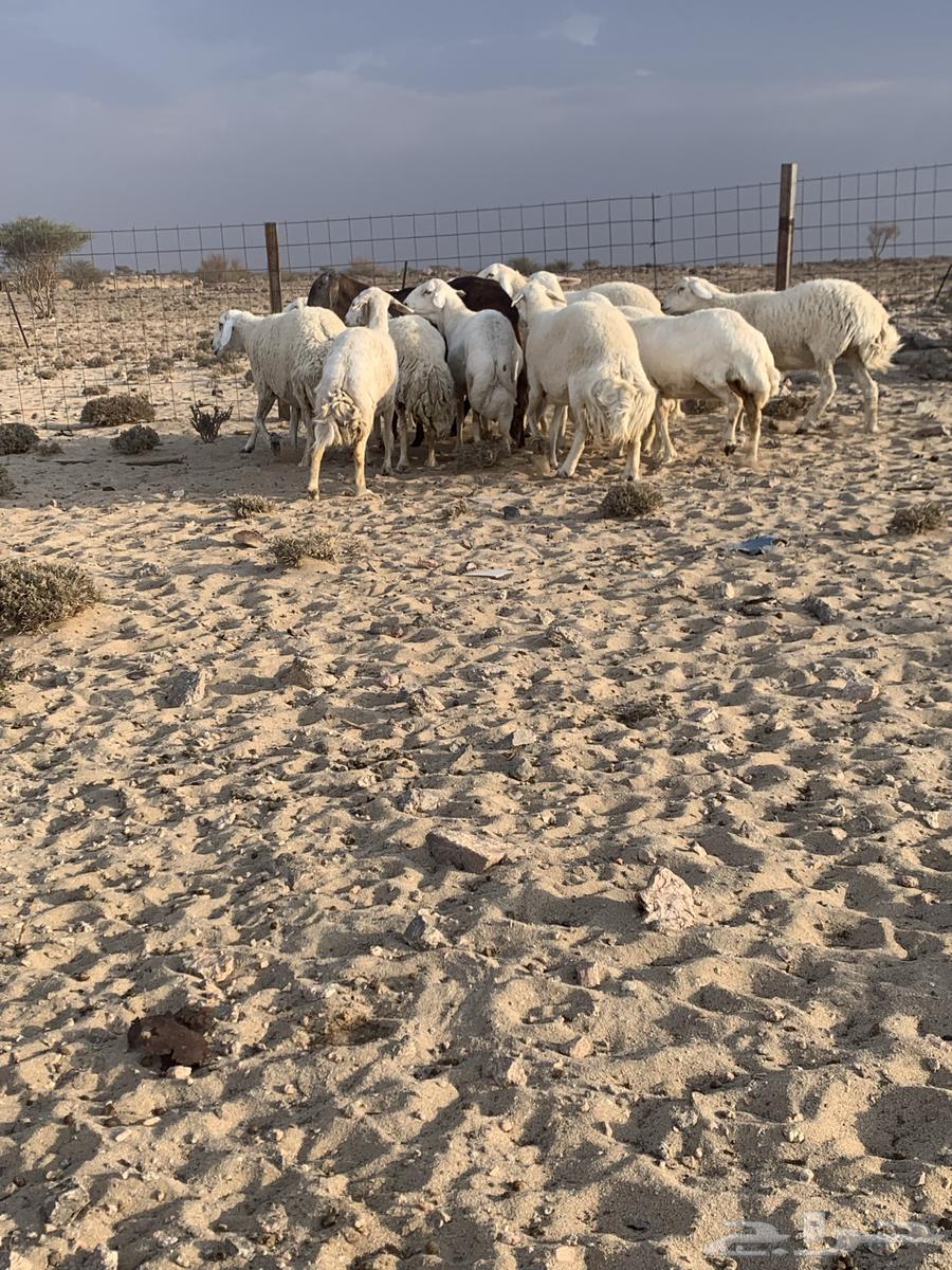 Free-range wild sheep for sale in Taif Al-Sudaira64454151406849114