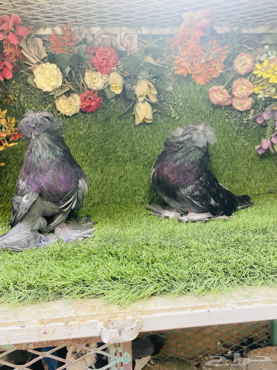 البيع طبه بخاره اخر ريشتين64452549831939114