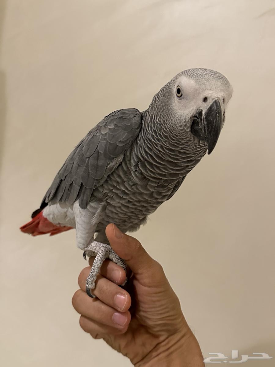 فرخ كاسكو كبتن ( تم البيع )64451002167811110