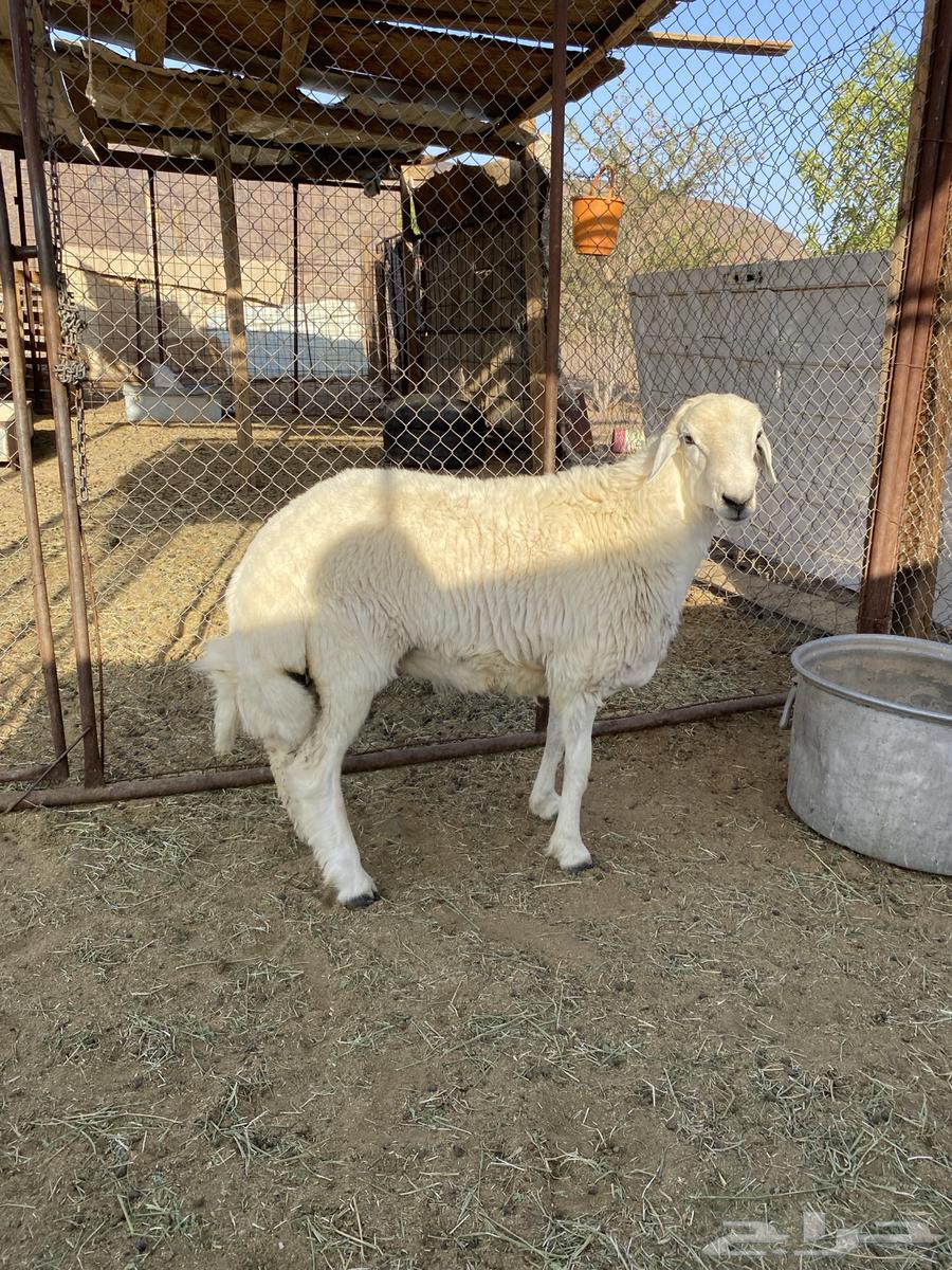 للبيع طلي64452211472386110