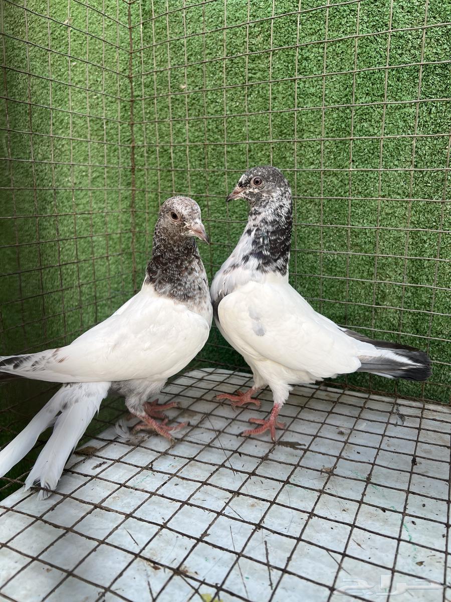 حمام بكستاني طبات تم البيع64454618908674112