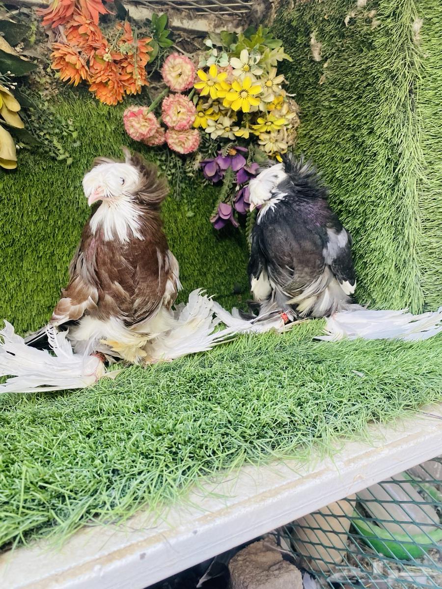 للبيع طبه بخاره بولهد64453325375875112