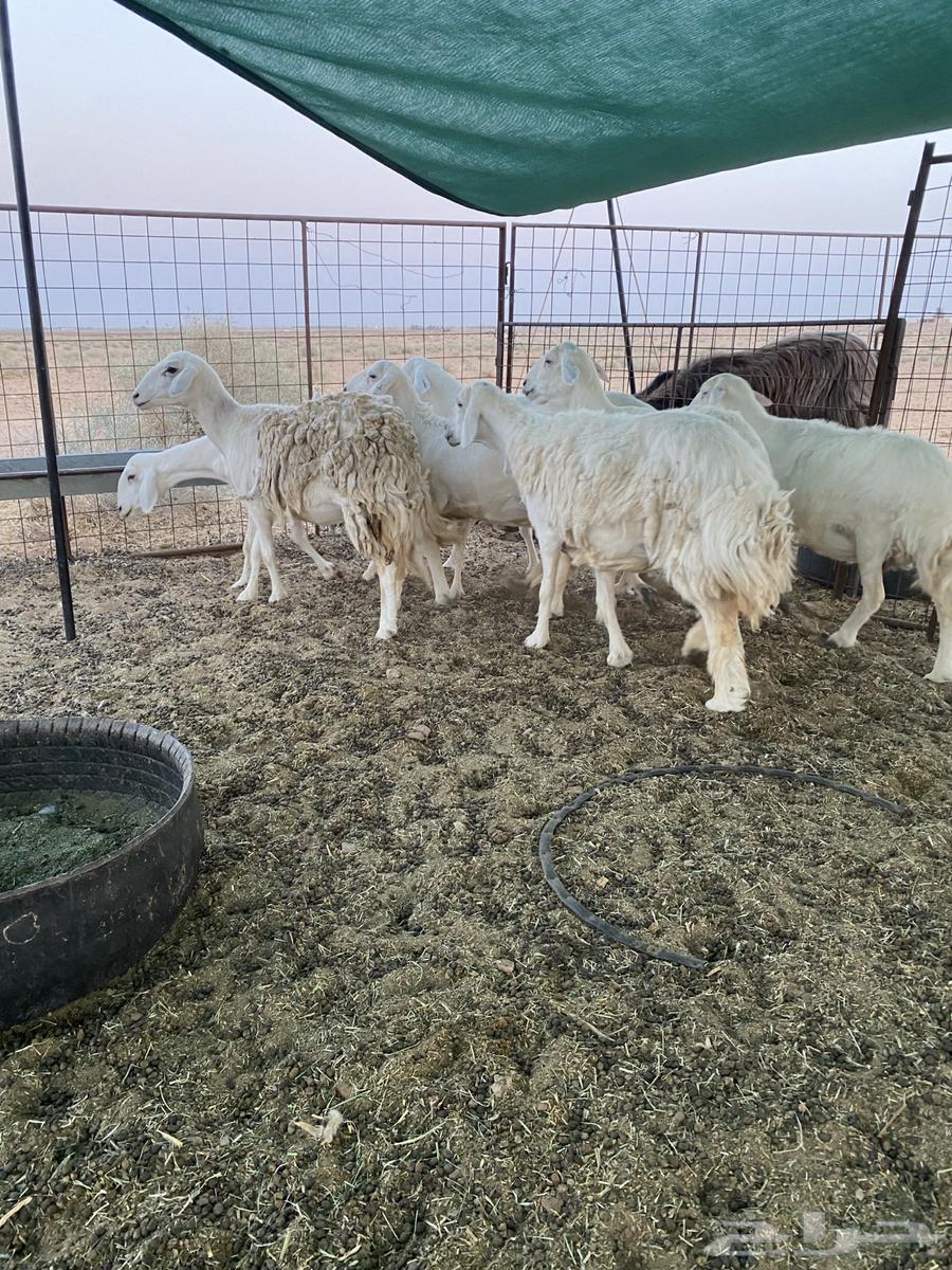 شياه حريات دفيع على السونار64454770226818112