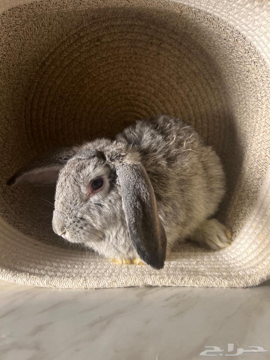 للبيع ارنب ذكر هولندي منتج64456130049921111