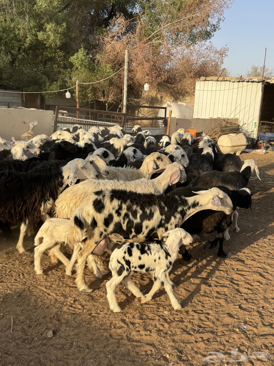 Najdi Sheep64456379385217110