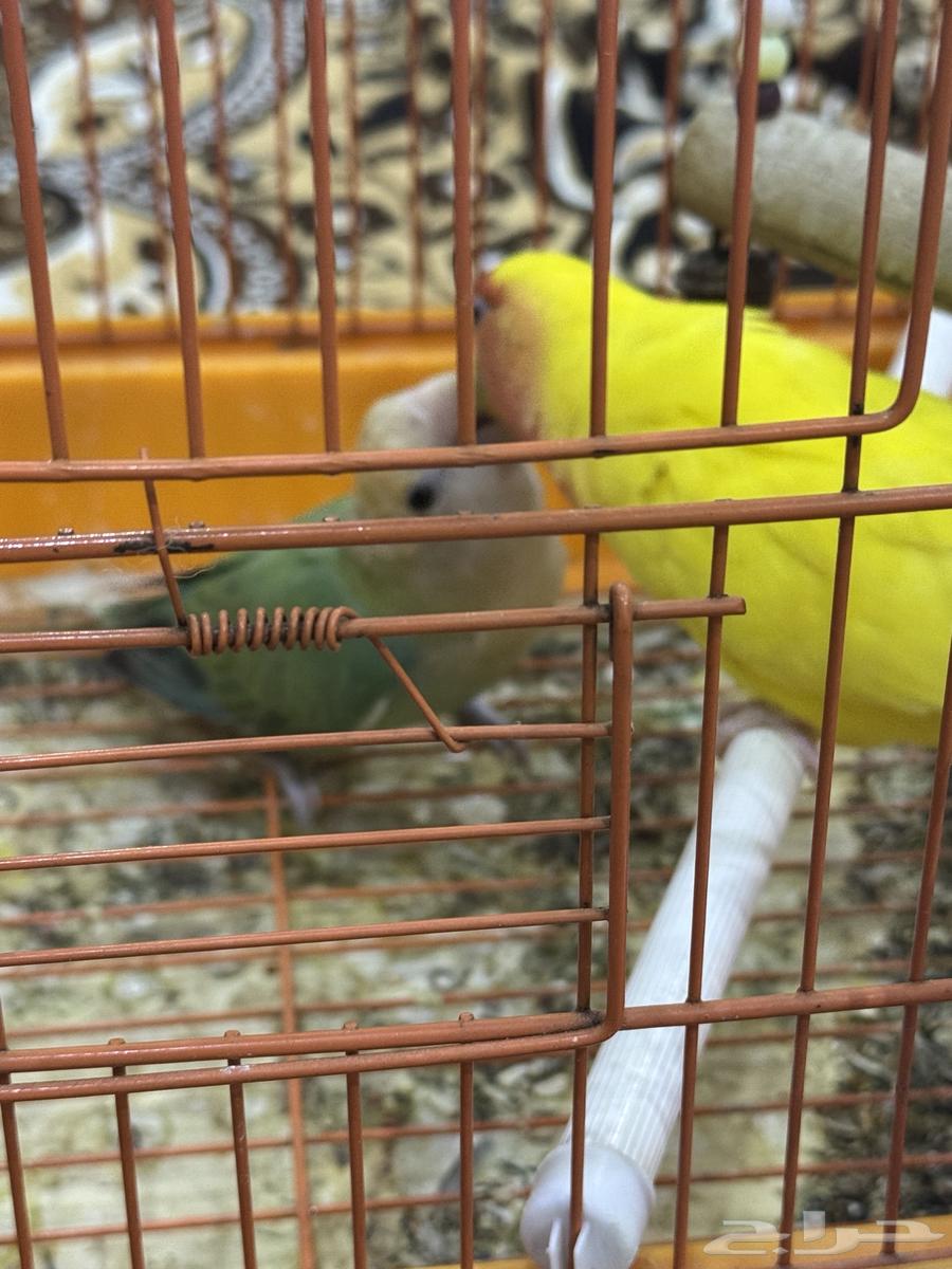 للبيع ذكر وأنثى روز أليف64454427426050111