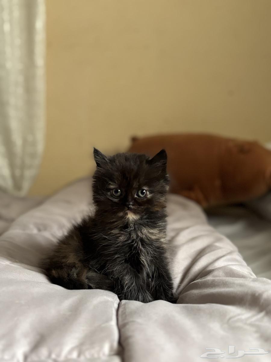كتن انثى للبيع64453380394113110