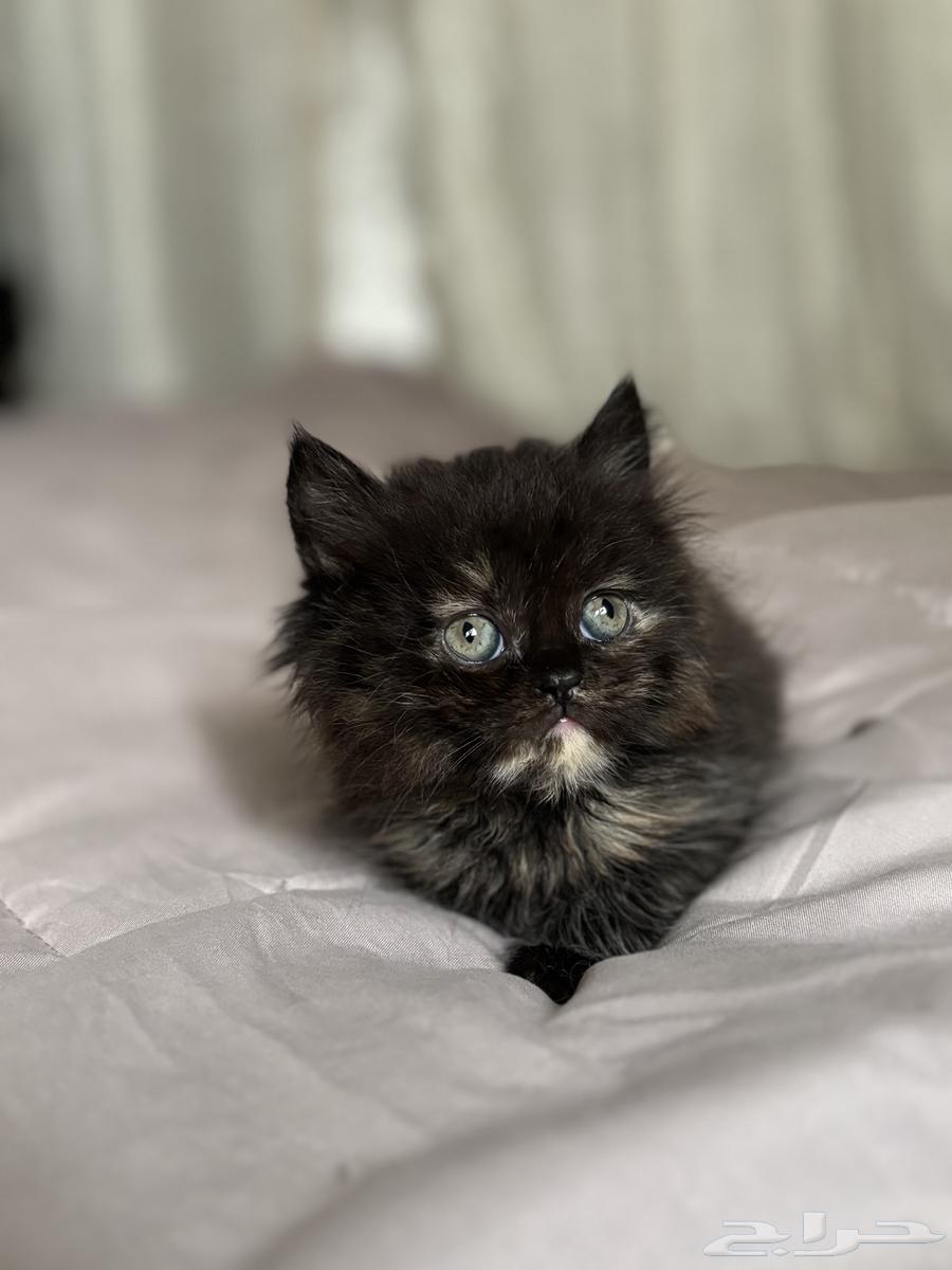 كتن انثى للبيع64453380394113112